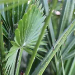 Bamboo Wellness * Шиофок