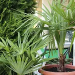 Bamboo Wellness * Siófok