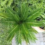 Bamboo Wellness Апартаменты *