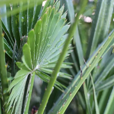 Bamboo Wellness * Siofok