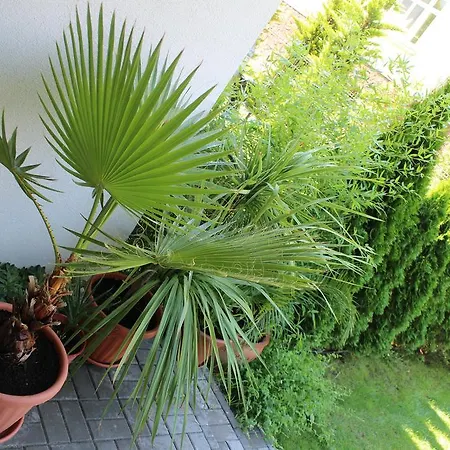 Bamboo Wellness