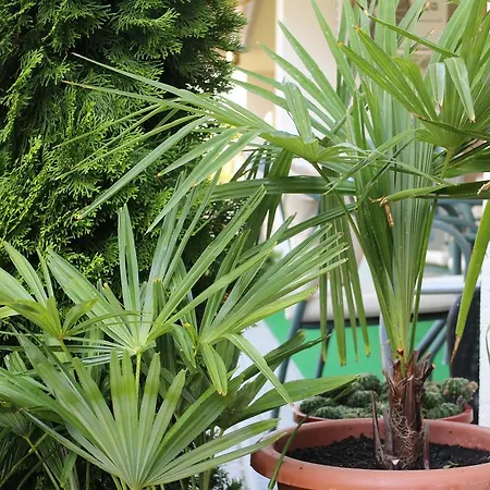 Bamboo Wellness * Siofok