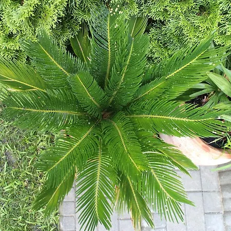 Bamboo Wellness Daire *