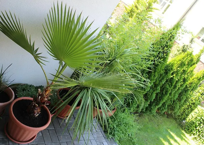 Bamboo Wellness